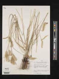 Image result for Ctenium concinnum