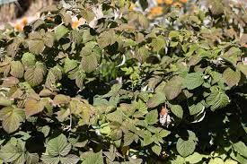 Image result for Rubus adolfi-friederici