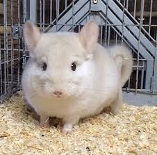 Chinchilla club join new post. Chesterton In Chinchilla Meet 4 5 Mo Goldbar Chinchilla A Pet For Adoption
