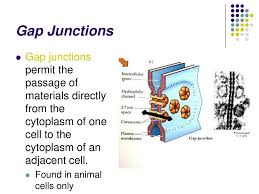We did not find results for: Cell Communication Signal Transduction Ppt Download