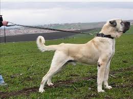 Kangal Kopegi Hakkinda Bilmeniz Gereken Her Sey