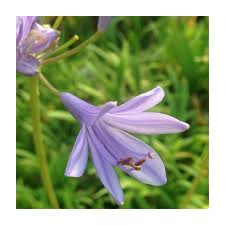 Image result for Agapanthus codii