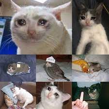 Pin On Sad Things That Happened To Animals