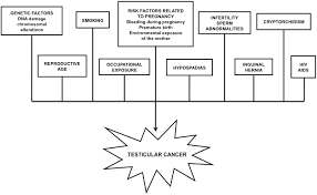 Cancer can also develop in a normally lowered testicle. Ijms Free Full Text Male Reproductive Cancers And Infertility A Mutual Relationship Html