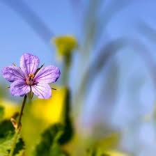Violet Flower Close Up On A Background Of Blue Sky And Blurred Yellow Flowers Flower Close Up Violet Flower Yellow Flowers