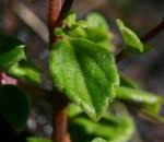 Image result for Plectranthus chimanimanensis