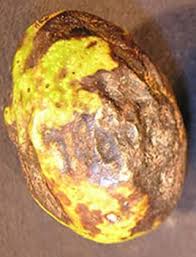 Image result for Walnut blight