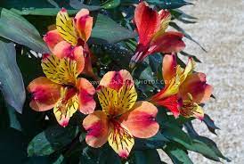 Alstroemeria Indian Summer Red Pink Orange Yellow Flowers With Stripes Markings Flower Stock Photography Foliage Plants Oakleaf Hydrangea