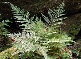 Image result for Lastreopsis