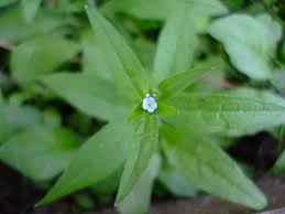 Image result for Leucas deflexa