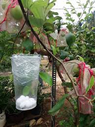 Apa saiz minimun pasu itu? Mini Kebun Belakang Rumah Pokok Bidara A Ka Apple Vietnam