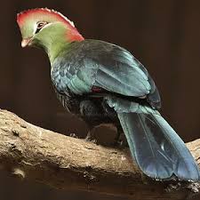 Image result for Turraea fischeri