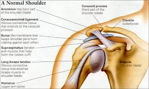 .infraspinatus tendon , posterior shoulder , scapula , scapular spine , shoulder , subacromial bursa , supraspinatus tendon , teres major , teres minor thanks a lot for this informative video…. Exercises For Rotator Cuff Injury ð—£ ð—¥ð—²ð—µð—®ð—¯