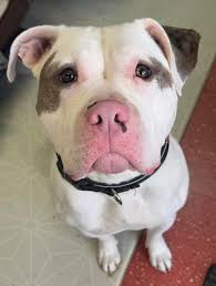 Hii guys I need help finding the perfect name for my new fur baby! Any  suggestions?! He's a tri Bully