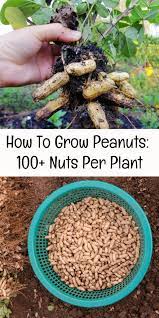 How To Grow Peanuts 100 Nuts Per Plant In 2021 Vegetable Garden Tips Growing Food Planting Vegetables