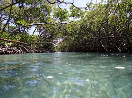 It is popular with locals for swimming, snorkeling, bea. A Trip To Gilligan S Island Vamonos Tours