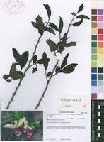 Image result for Monodora junodii