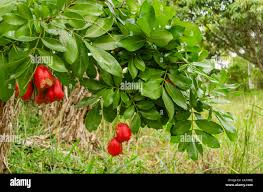 Image result for Blighia