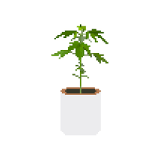 Pixel Plants Pixelplantsnfts Twitter