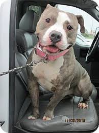 We did not find results for: Germantown Md English Bulldog American Staffordshire Terrier Mix Meet Bruno A Dog For Adoption Dog Adoption Dogs Staffordshire Terrier Mix