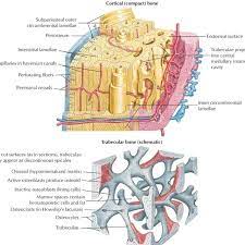 To know the architecture of compact and spongy (cancellous) bone. Bone Histology General Overview Compact Bone Is The Dense Part Of Download Scientific Diagram
