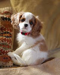 Cavalier King Charles Spaniels Are In The Top 3 Most Expensive Dogs Have Long Been King Charles Cavalier Spaniel Puppy King Charles Dog King Charles Spaniel