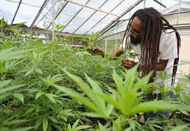 Jul 03, 2021 · 美國田徑選手 sha'carri richardson 因大麻檢測陽性遭取消奧運資格: Jamaica Has A Marijuana Shortage Hellothankyousorry
