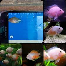Maybe you would like to learn more about one of these? Ikan Convict Albino Untuk Aquarium Shopee Indonesia