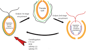 Image result for Cystostemon