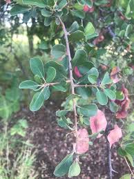 Image result for Terminalia prunioides