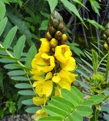 Image result for Senna didymobotrya