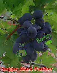 Check spelling or type a new query. Anggur Black Panther Jualbenihmurah Com