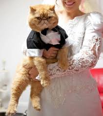 Kediler Neden Kendilerini Sevdirmez Kedi Komik Hayvanlar Hayvanlar