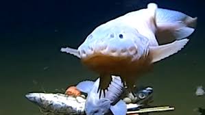 Image result for Tragia brevipes-benthamii-okanyu