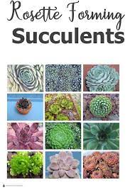 Other shrubs qualifying as beautiful invasive plants are burning bush and butterfly bush. Rosette Forming Succulents