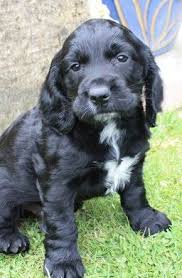 Black And Brown Working Cocker Spaniel Charlie Pictured Here At 8 Weeks Old Our Working Cocker Spaniel Now He Is 21 Months And My Dear Four Legged C Spaniel Breeds Working Spaniel Working Cocker