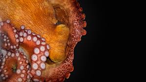Lagardère continues to own the. Octopus Sleep Includes A Frenzied Colorful Active Stage Science News