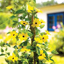 The Best Annual Vines For Your Garden Flowering Vines Black Eyed Susan Vine Black Eyed Susan