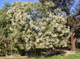 Image result for Vernonia amygdalina