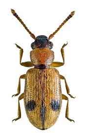 Psammoecus Bipunctatus Silvanidae Insetos Artropodes Bicho De Estimacao
