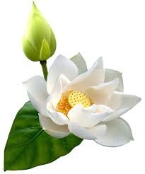 At times, the series sticks with the vip guests. White Lotus Png Clip Art Best Web Clipart