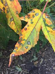 You can also just have brown leaf lips if you are not properly watering. Hibiscus Leaves Are Yellowing 586906 Ask Extension