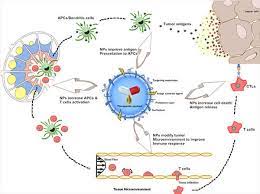 Nanotechnology Cancer Therapy And Treatment National Cancer Institute