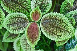 Image result for Pilea sublucens