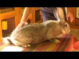 I am now specializing in giant and meat breed rabbits. Jozef Marko Flemish Giant Rabbit Breeder Giant Rabbit Flemish Giant Rabbit Flemish Giant