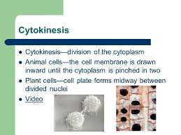 Want to learn cell cycle (overview , interphase) and cell division in a simple way you should watch this video. Mitosis Chapter 10 Pages Cell Growth Or Cell Division Personal Growth When You Grow What Happens To Your Cells Grow Or Divide The Larger A Ppt Download