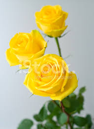 Beautiful Yellow Roses Hd Wallpapers | Roses Gallery