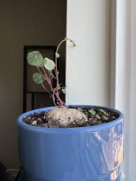 Image result for Stephania cyanantha