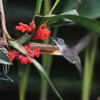 Image result for Polystachya cribbiana