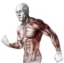 Find out what scientists know about the total number. Download Png Freeuse Library Structure Drawing Human Body Body Anatomy Drawing Proko Png Image With No Background Pngkey Com